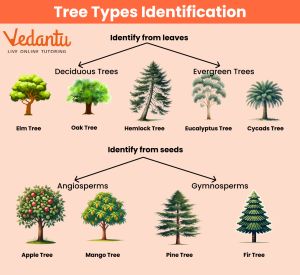 Plant Different Types of Trees