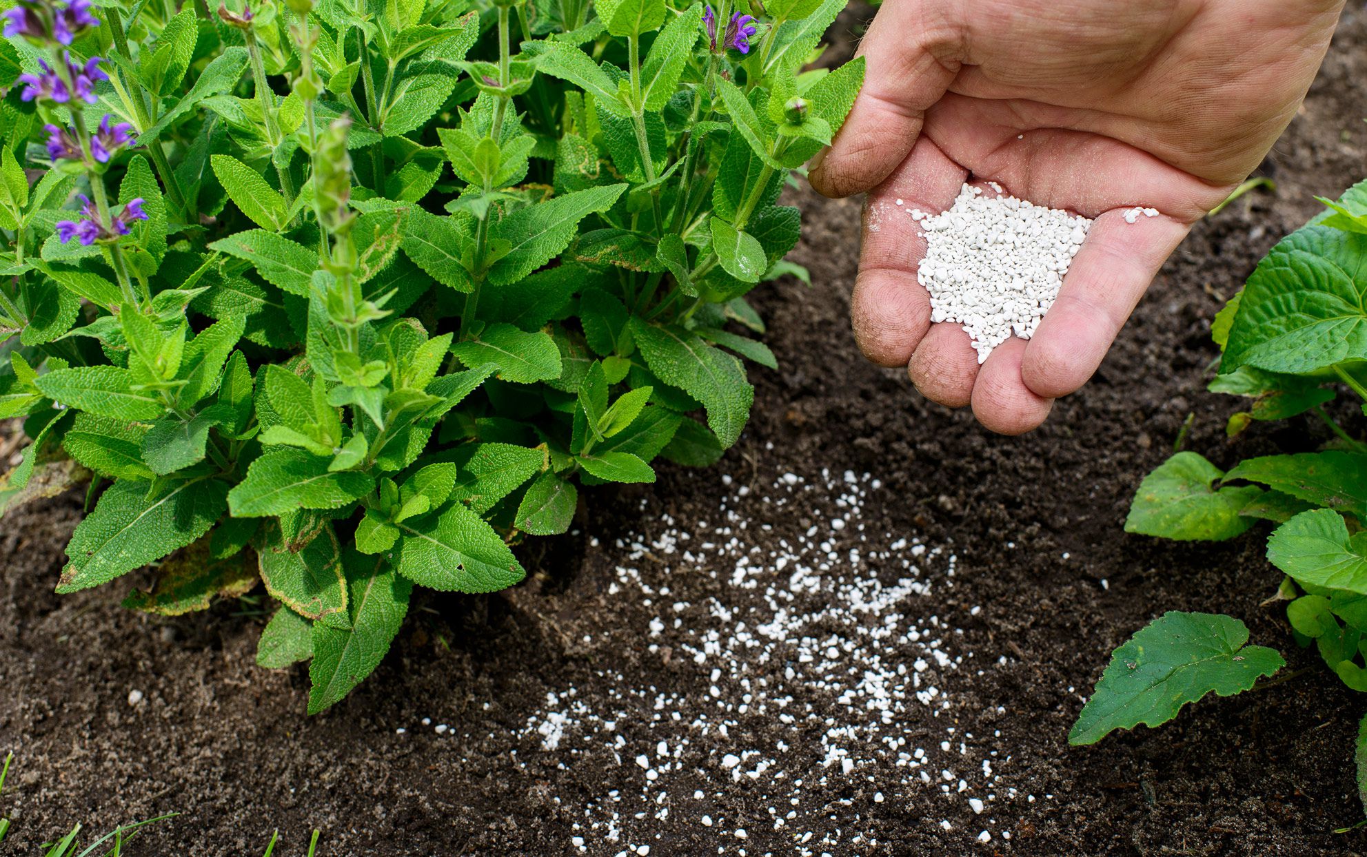 Fertilizing Schedule for Your Garden