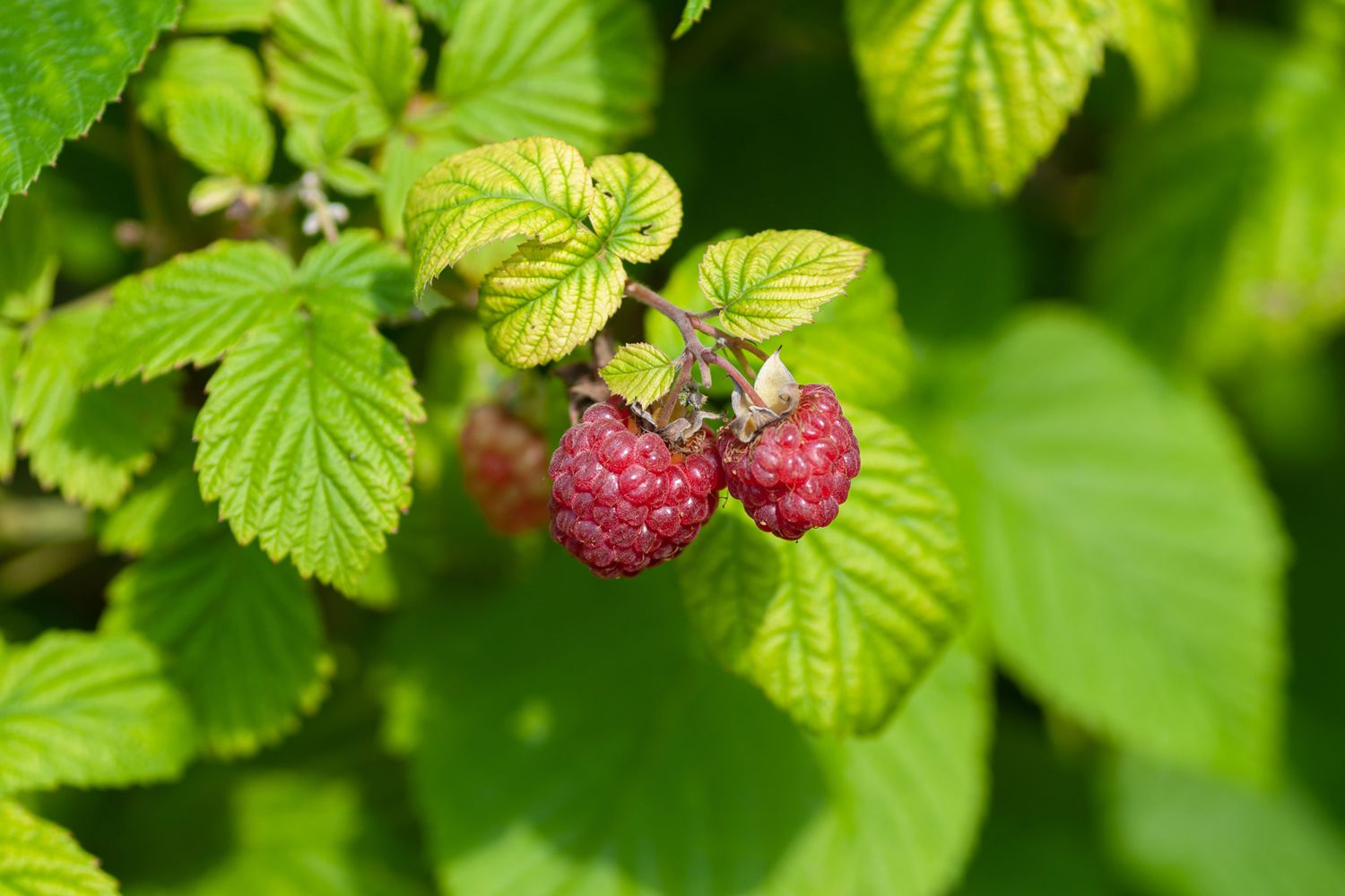 Raspberry Plants