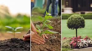 Plant Different Types of Trees